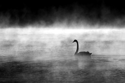 Mutant Swan